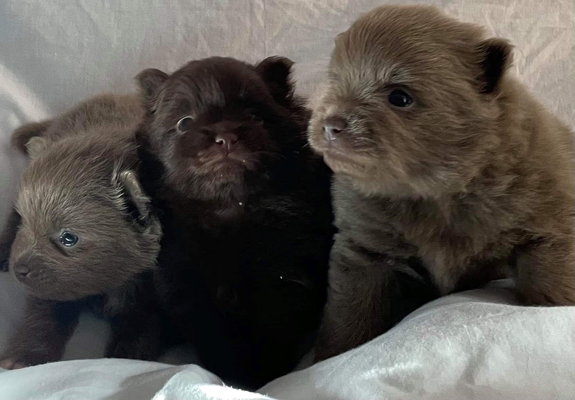 Pomeranian Puppies available